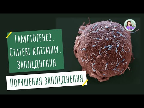 Видео: Гаметогенез. Статеві клітини. Суть процесу запліднення. Порушення запліднення у людини