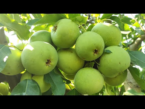 Видео: Азиатская груша Тембо Ли/Tembo Li