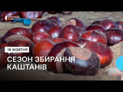 Видео: У Сумах збирають каштани за гроші: для чого та скільки за них платять