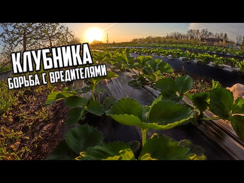 Видео: 🍓КЛУБНИКА самая важная обработка от вредителей🍓