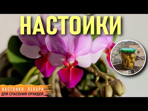 Видео: ❗️ПРИРОДНЫЕ НАСТОЙКИ ДЛЯ ОРХИДЕЙ! НЕКТРИЯ КИНОВАРНО-КРАСНАЯ! НАСТОЙКА ЗОЛОТОГО УСА  ПРИГОТОВЛЕНИЕ!