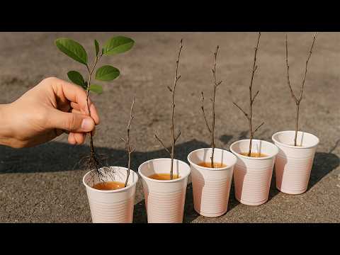 Видео: Техника укоренения любой ветки растения (без каких-либо затрат)