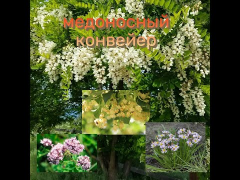 Видео: Медоносный конвейер - беспрерывное цветение медоносных растений