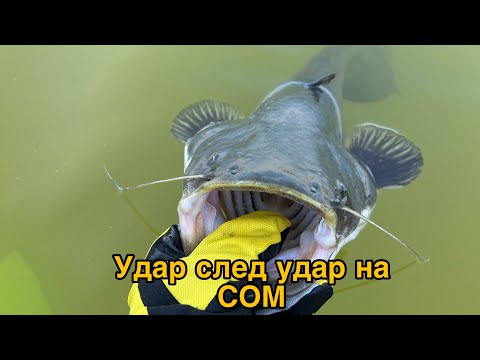 Видео: Разбихме СОМА!! Риболов на кльонк от проходилка.