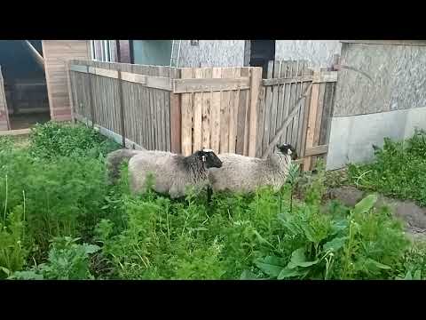 Видео: Почему романовская порода овец?