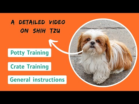Видео: Как дрессировать ши-тцу (приучение к горшку и клетке)