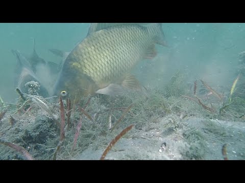 Видео: Подводные съемки ловли карпа. Как клюет карп. Утиное озеро. Underwater video of carp biting.