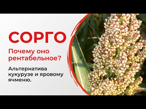 Видео: Сорго   альтернатива кукурузе и ячменю  Рентабельность сорго