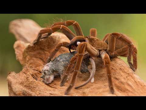 Видео: Эти восьминогие охотники могут ловить даже Птиц и Ядовитых Змей - ТАРАНТУЛЫ И ПТИЦЕЕДЫ в деле!