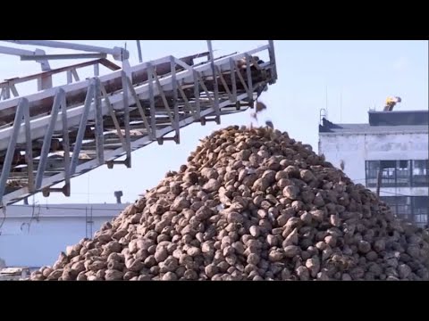 Видео: В Жетісу собирают урожай сахарной свеклы