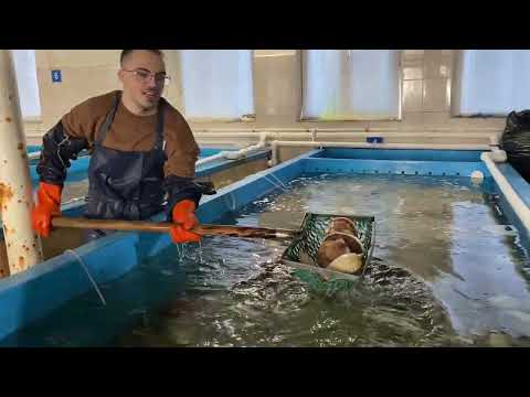 Видео: Выращивание Устриц и морского огурца (Владивосток)
