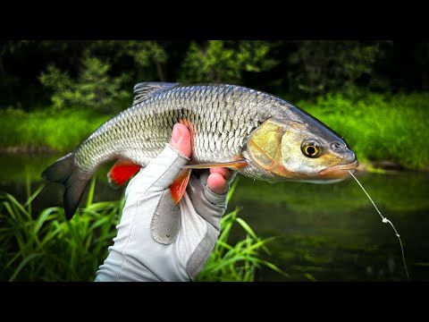 Видео: ПОЙМАЛ БОССА маленькой РЕЧКИ / XUL РЫБАЛКА по ГОЛАВЛЮ и ЕЛЬЦУ