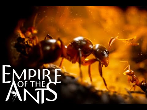 Видео: Empire of the Ants | Муравьиный Король | Demo