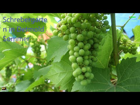 Видео: Как выглядит дача в Германии.Лето.Schrebergarten in Detmold. Sommer.