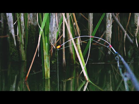 Видео: ЛОВЛЯ ЛИНЯ НА УДОЧКУ С БОКОВЫМ КИВКОМ! РЫБАЛКА В ЗАРОСЛЯХ ТРОСТНИКА!