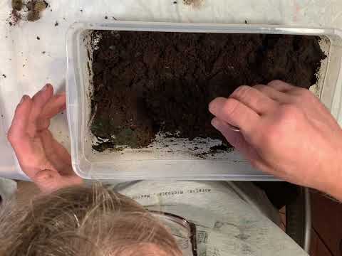 Видео: Разведение пиявок дома. Сбор  урожая.