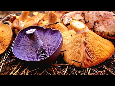 Видео: РЫЖИКИ И ДРУГИЕ ГРИБЫ В ТАИНСТВЕННОМ ОСЕННЕМ ЛЕСУ! ШУРПА У РЕКИ! РЫЖИКИ НОЯБРЬ 2022!