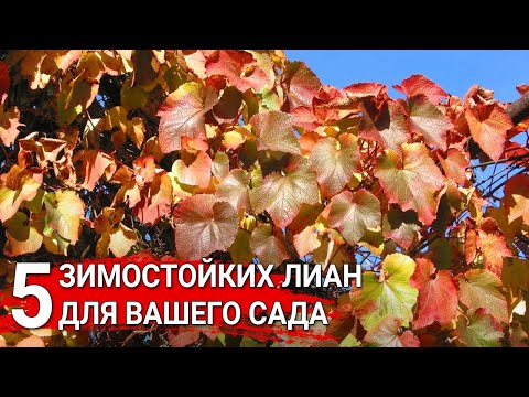 Видео: 5 зимостойких лиан для вашего сада