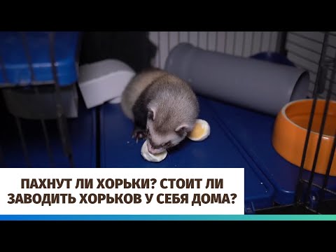 Видео: Пахнут ли хорьки? Стоит ли заводить хорьков у себя дома?