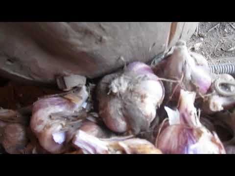 Видео: Модернизированное приспособление для обрезки чеснока