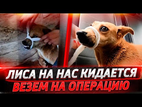 Видео: Лису оперируем после аварии, кидается на нас😱 У Капы какие то наросты во рту.Хвосты нуждаются в вас🥺