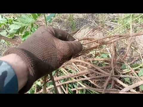 Видео: Корень солодки (как растет, где копаем, что дальше)