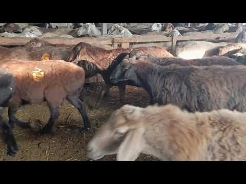 Видео: Койлор козулар сатылат 0707708142