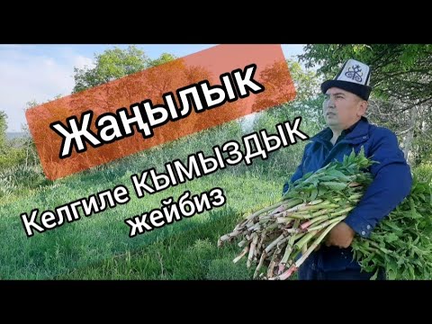 Видео: АЗ КАЛДЫ  БААРЫ ИЗДЕП ЖАТАТ КЫМЫЗДЫК КАЙСЫЛ ООРУЛАРГА ДААРЫ