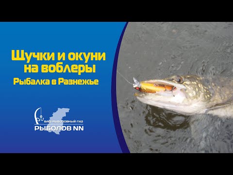 Видео: Щучки и окуни на воблеры.  Рыбалка в Разнежье, Нижегородская область.