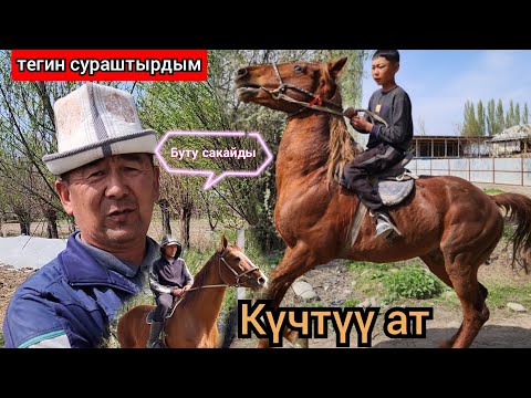 Видео: сатылды ат 💥БУТУ САКАЙДЫ КАМАЛ АКЕДЕ ЖЭЭРДЕ ТЕКТҮҮ АТТАР💥28 марта 2023 г.