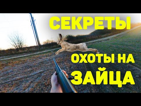 Видео: ЛУЧШИЕ СЕКРЕТЫ охоты на зайца. ОХОТА на зайца без собаки