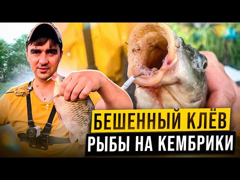 Видео: БЕШЕННЫЙ клёв РЫБЫ на КЕМБРИКИ