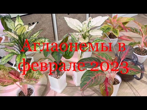 Видео: Аглаонемы в феврале 2023 🤗🫶🏻