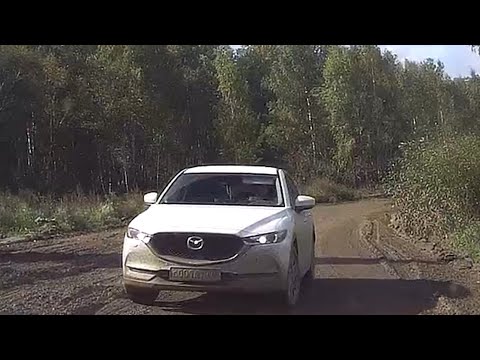 Видео: Дятел на дороге 