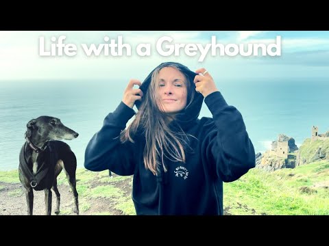 Видео: Каково это — иметь борзую? День с моим бывшим гонщиком в Корнуолле 🐶