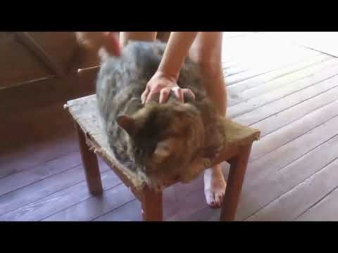 Видео: Злые коты Первая подборка