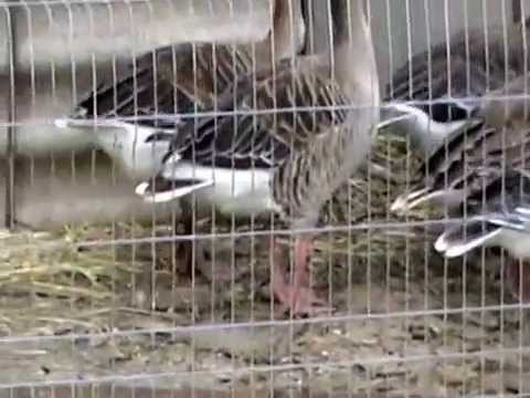 Видео: Дикий серый гусь. Подсадные для охоты. Полежай Виталий