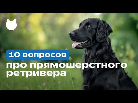 Видео: 10 вопросов про прямошерстного ретривера (flat-coated retriever), черный ретривер 🐕‍🦺