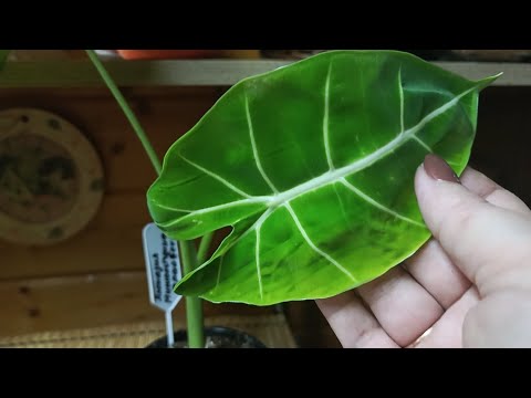 Видео: У меня новинка😊пересадка, грунт для алоказии