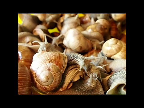 Видео: Как приготовить филе виноградной улитки.Старый французский способ.