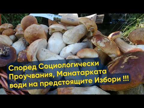 Видео: По социологическим опросам на предстоящих выборах лидирует белий гриб!!!