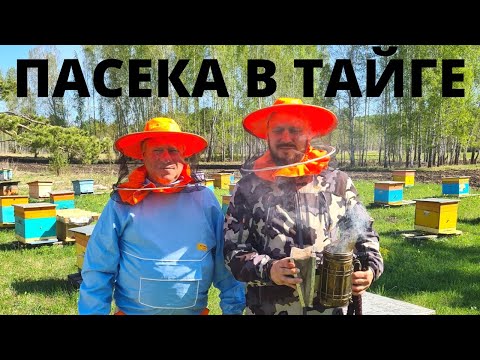 Видео: ПАСЕКА В ТАЙГЕ! ВСЕ О МЕДЕ!  ПЧЕЛОВОДСТВО