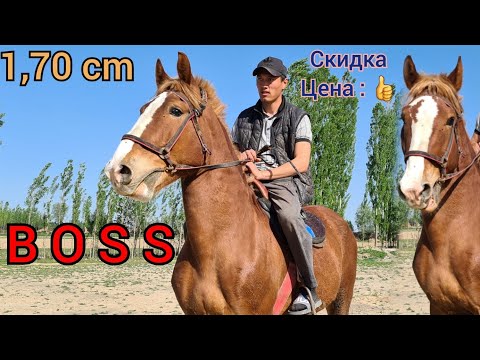 Видео: Ат экен го БОСС 😱 УЧКУНДА АРЗАН АТ ЧЫКТЫ