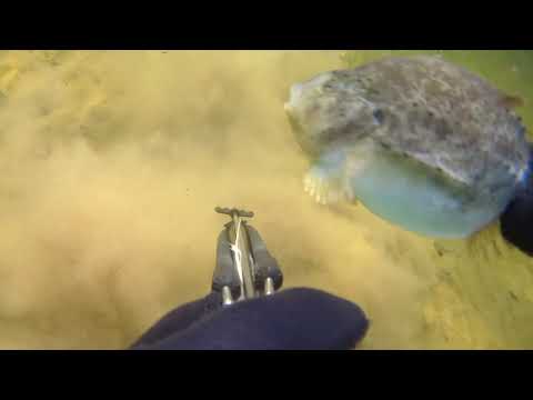 Видео: Подводный мир Белого моря