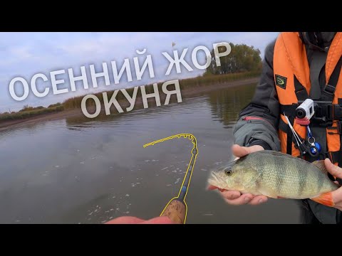 Видео: ЖДАЛ ОСЕНЬ РАДИ ТАКИХ ОКУНЕЙ. РЫБАЛКА НА ОТВОДНОЙ ПОВОДОК