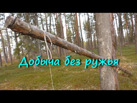 Видео: Охота без ружья. Как добыть дичь в лесу осенью. Езда на мотособаке  осенью.