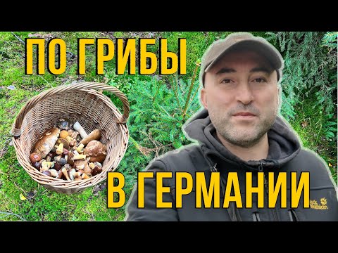 Видео: За грибами в немецком лесу