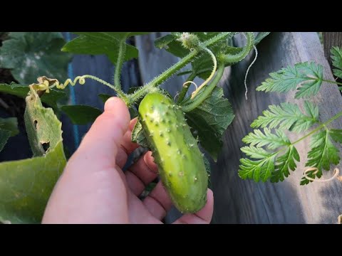 Видео: Моя англійська дачка. Досі збираю врожай. Милуюся квітами. 25 жовтня 2025.