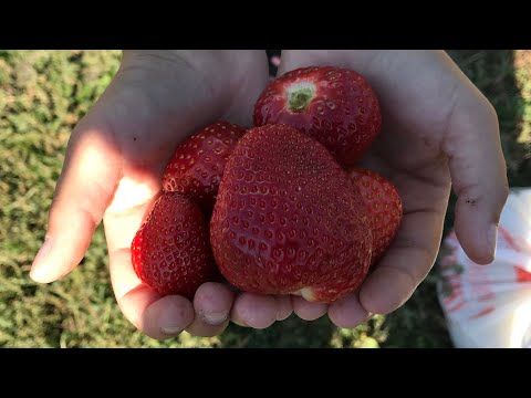 Видео: Детальный разбор клубники Кабрилло