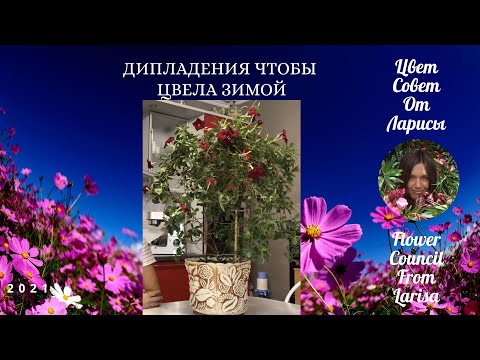 Видео: ДИПЛАДЕНИЯ ЧТОБЫ ЦВЕЛА ЗИМОЙ